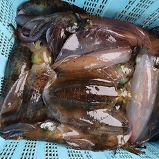 동해제철별미/무늬오징어1kg+양미리1kg