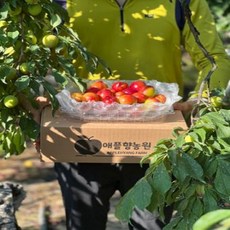 새콤달콤 안동자두 후무사 왕자두, 후무사 중(개당 40~80g), 1개, 2.5~3kg