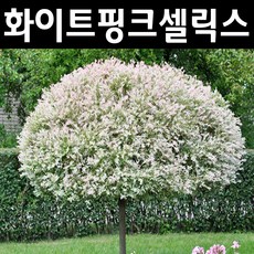 화이트핑크셀릭스