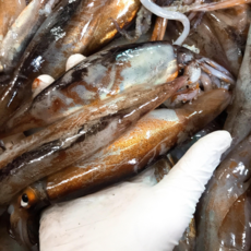 (참바다수산)산지직송 당일 동해안 통찜용오징어 1kg(7-10미), 통찜용오징어1kg[7~10미]