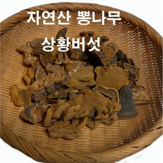 자연산 뽕나무 상황버섯(500g)/환자 영양식/건강 선물, 1개