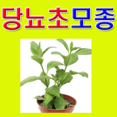 (D소망)당뇨초(명월초 구명초 삼붕초)모종(포트) 4개