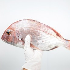 [숨비해물] 산지직송 통영 손질 참돔 1마리, 1개, 손질참돔(생물) 1마리(손질후600~800g)