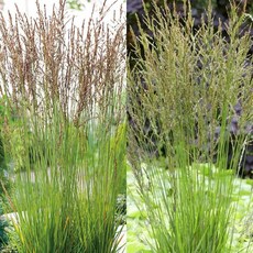 몰리니아사초(대품) 유럽수입사초 6치슬릿화분 노지월동가능 헤지웨그 토치, 1개