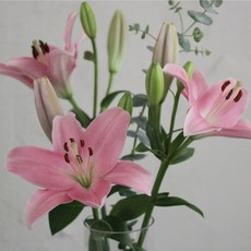 양재꽃시장[백합꽃 - 핑크/분홍색] 5송이 생화택배 꽃꽂이 인테리어꽃 셀프부케 핑크백합 백합꽃다발 백합생화