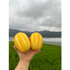 꼬마 성주참외 고당도 꿀 참외 제철, ...