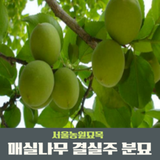 왕매실나무 왕매실 4년생 결실주 1주, 1개