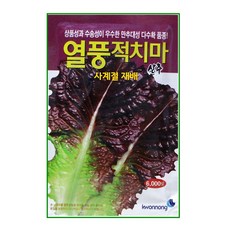 가을상추
