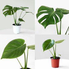 델리치오사키우기