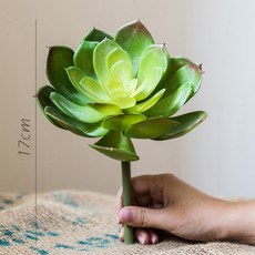 석연화