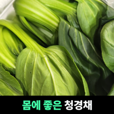[몸에좋은] 청경채 청경채샤브샤브 영양가득 식이섬유풍부 아삭한식감 면역력강화 피부건강증진, 1개, 1kg