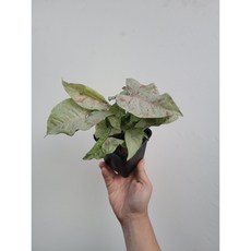 싱고니움밀크컨페티