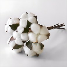 BLOOMING&ME 迷你棉束 6p, 混色