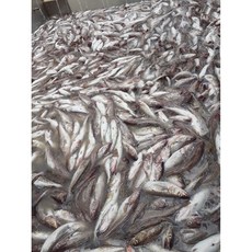 호호농수산 생대구(급냉) 강릉수협 대구탕 주문진생대구 3~4미 2KG내외