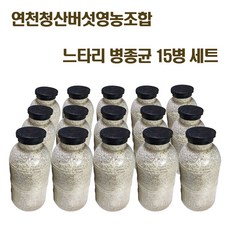 느타리버섯 종균 재배 버섯 키우기 흑색 칡느타리 원목재배 15병 세트