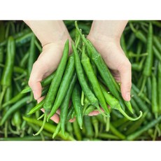 국내산 풋고추 청초 녹광 특품 1kg 2kg 5kg 10kg, 풋고추 특 1kg, 1개