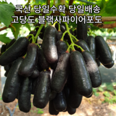 프리미엄) 국산 고당도 과즙이 풍부한 블랙사파이어포도 2kg / 포도 가지포도 국산블랙사파이어 블랙사파이어국산 블랙사파이어포도 블랙포도사파이어 블랙사파이어 사파이어포도 과일, 1개