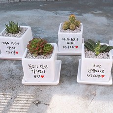 스마일컴퍼니 화분 선물 다육이 26종 랜덤+추가문구 주문제작, 1개, 캘리그라피 화분+추가문구