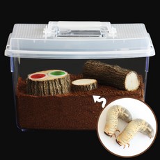 장수풍뎅이애벌레키우기