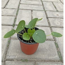 필레아페페