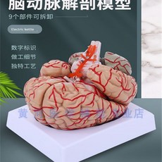 3d해부학빅토이