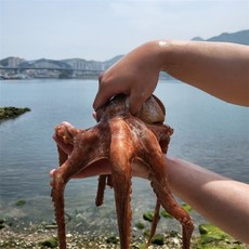 문어3키로