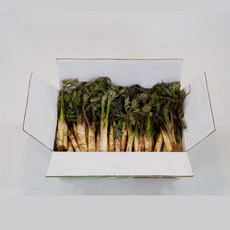 [옐로먼트] 해풍맞은 자연산 보물섬 남해 산지직송 향긋한 봄나물 땅두릅  / 햇 노지 두릅 리뷰후기