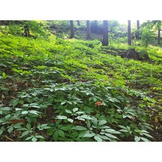 지리산산삼주