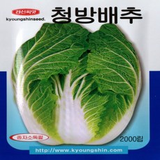 청방배추