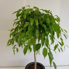 73f7bad2750c1df4718b1496e6e61fcfa70624e536dc5867072ed09a22ce.jpg