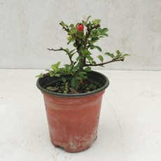 d302db20629e2f2ab02f53353444b99352eb4aeeb1365fe842fb386ab42e.JPG