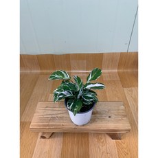 칼라데아퓨전화이트