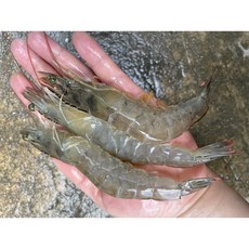 대하1kg