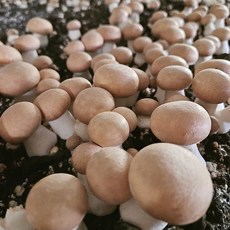 보령 무농약인증 갈색 못난이 실속형 브라운 양송이 버섯 2kg 사이즈혼합, 정상품 1kg(탁구공사이즈), 정품1kg(탁구공크기)
