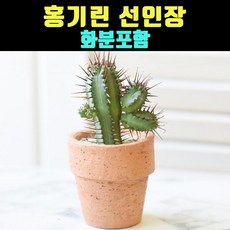 홍기린