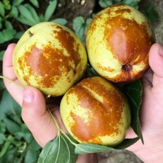 꿀품 산지직송 사과대추 왕대추, 1kg(대과), 1개