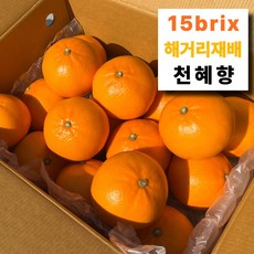 [프리미엄] 산지직송 제주 청견 오렌지, 1박스, 가정용 노지 청견 2.5kg (사이즈 혼합)