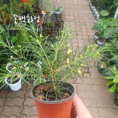 10~30cm 왁스플라워 소품 49