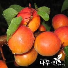 [나무인] 살구나무 하코트품종 결실주 분뜨기