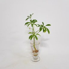 수경식물 프렌즈 홍콩야자 1촉(s) 2022 새 상품 수경재배식물, 1개