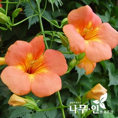 수서해당화묘목