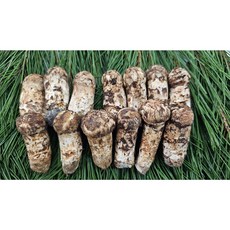 강원도 자연산 송이버섯 정지품(고로)