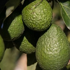 아보카도샌드위치