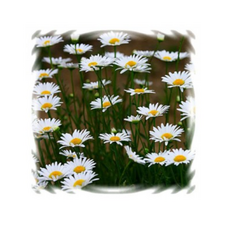 fd2dac3f95e483126ef50b8d77e41b99cda45d378cf7dba243a2a12e18a2.png