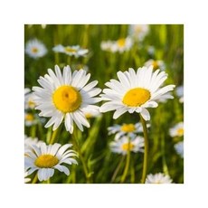 어린모종-옥스아이데이지(숙근데이지) : 8cm분 /4개 Q079
