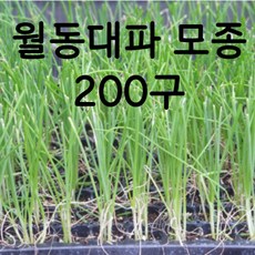 양파모종