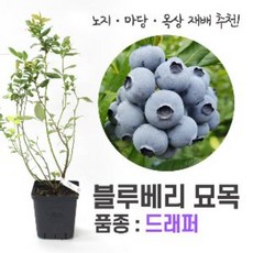 추천6블루베리묘목재배