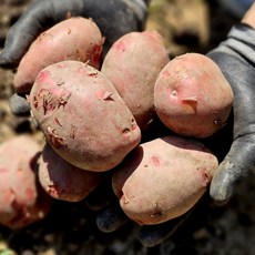 부드럽고 포슬포슬한 카스테라 홍감자, 1박스, 5kg(특)