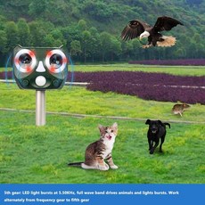 고양이초음파