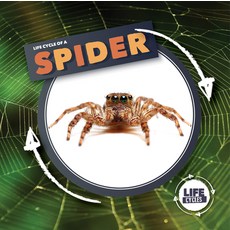(영문도서) Life Cycle of a Spider Paperback, Kidhaven Publishing